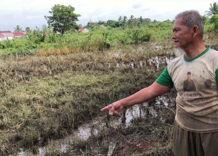 Padi Terendam Banjir, Petani Palembang Terancam Gagal Panen