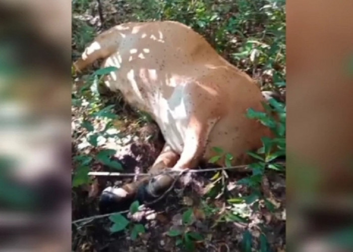 Warga Pangkalan Lampam OKI Resah! Sapi Ternak Sering Hilang Jadi Sasaran Maling