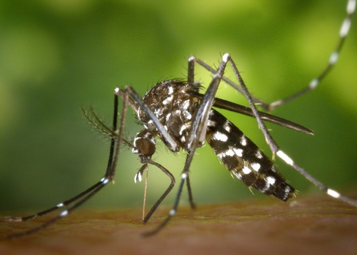 Mengusir Nyamuk Dengan 8 Tanaman Ini, Anda Wajib Mengetahuinya!