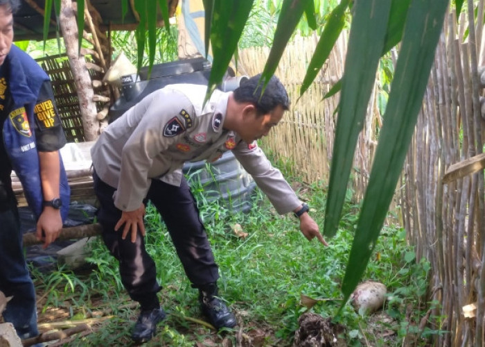Hewan Buas Teror Ternak Kambing Warga