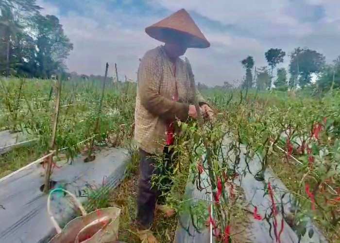 Jelang Idul Adha Jadi Berkah Petani Cabai di OKU Timur