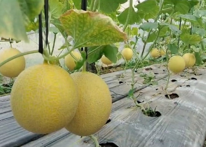 Petani di Banyuasin Raih Kesuksesan Panen Melon Melalui Green House