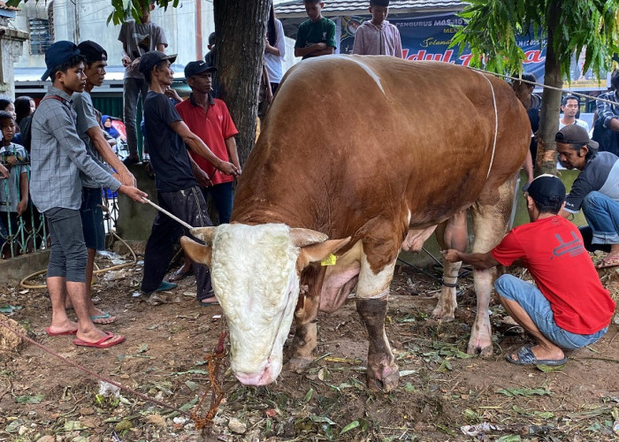 Masjid Dharma Wanita Baiturrahman Palembang Bagikan Daging Kurban Presiden Prabowo
