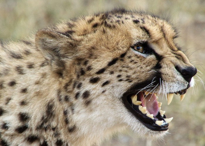 5 Fakta Menarik Gigi Harimau, Senjata Mematikan Sang Raja Hutan