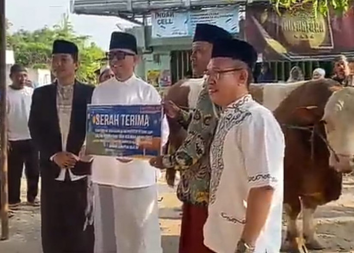 Sapi Kurban Presiden Prabowo Subianto di OKU Bobot Capai 1 Ton 