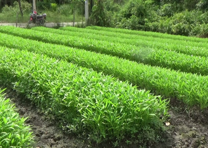 Petani Palembang Sulap Lahan Rawa Jadi Produktif Dukung Swasembada Pangan