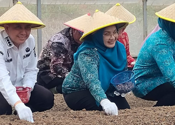 Tanam Bawang Merah, Petani Desa Tungku Jaya OKU Raup Ratusan Juta Rupiah Per Hektare