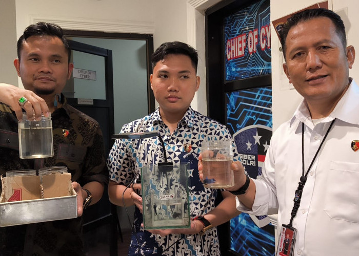 Live Adu Ikan Cupang Berujung Penangkapan, Pasutri Asal Prabumulih Raup Puluhan Juta Rupiah