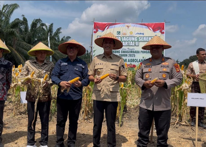 Dukungan Polres PALI dan Bupati dalam Panen Raya Jagung Serentak untuk Swasembada Pangan