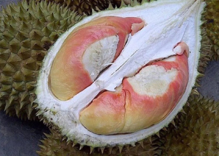 Ini Durian Indonesia yang Tak Kalah dengan Moutong