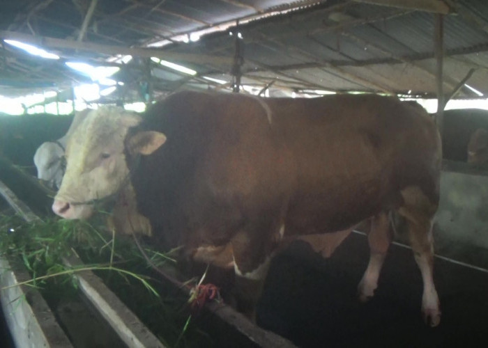 Si 'Blembo'  Sapi Raksasa Seberat 1,1 Ton Jadi Kandidat Kurban Presiden Prabowo di Palembang