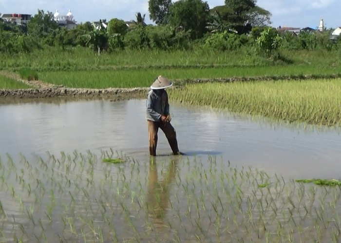 Dominasi Petani Lansia di Sumsel, Pemprov Dorong Regenerasi Lewat Brigade Pangan