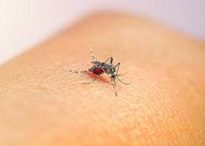Cara Mencegah Gigitan nyamuk dan Pengendalian Populasi
