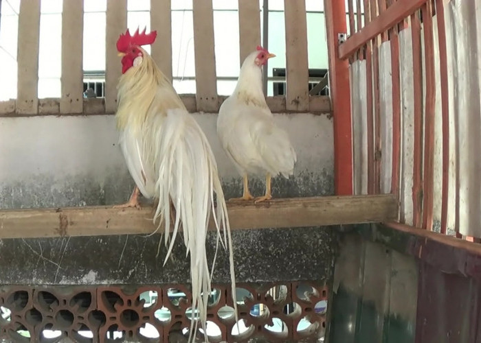 Video: Budi Daya Ayam Kaisar Si Ekor Gondrong, Peluang Bisnis yang Menjanjikan
