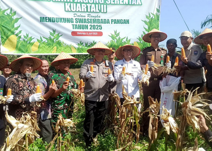 Panen Raya Jagung Serentak Komitmen Polres OKU Dukung Swasembada Pangan Nasional