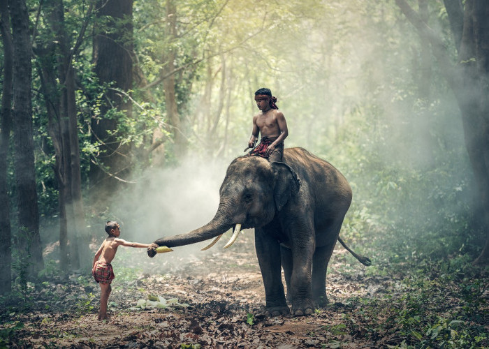 Jarang Diketahui, Ternyata Gajah Berperan Penting dalam Menjaga Keseimbangan Ekosistem Bumi