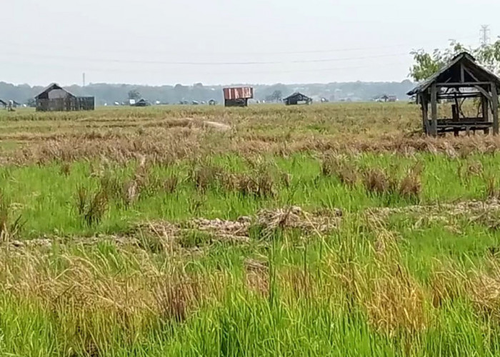 132 Hektare Sawah Kekeringan, Ratusan Petani Muara Enim Gagal Tanam