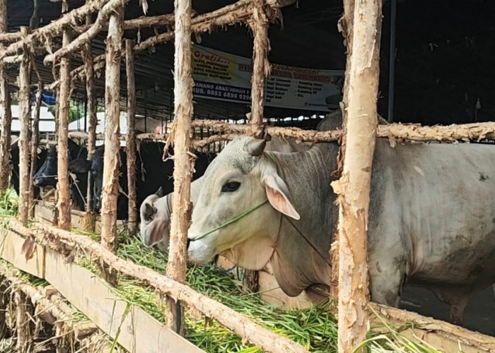 Jelang Idul Adha, Penjualan Hewan Kurban di Palembang Meningkat