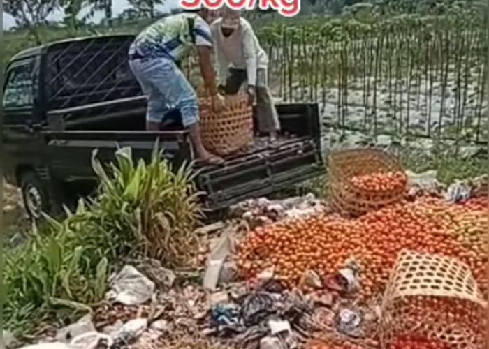 Viral! Harga Tomat Rp500 per Kg,  Petani di Temanggung Buang Tomat
