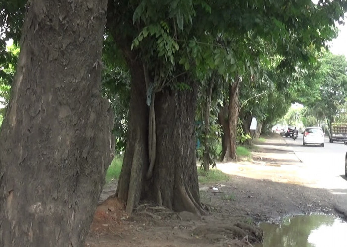 Warga Palembang Desak Peremajaan Pohon dan Pengawasan Rutin