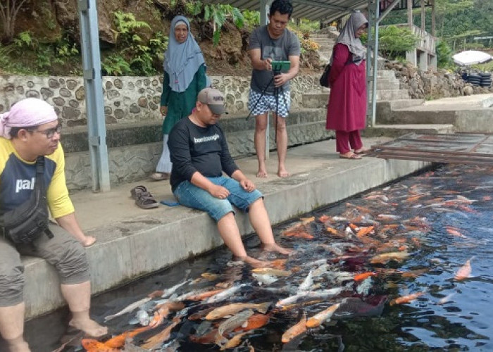 Ayek Pacar Jarai Lahat, Wisatawan Bisa Celupkan Kaki di Kolam Ikan Koi untuk Terapi