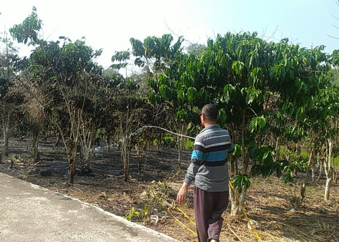 Kebun Kopi Terbakar, Warga Kecewa Call Canter 112 Pagar Alam Tidak ada Respon