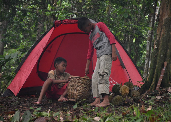 Wisata Temalam Kampungan, Rasakan Sensani Camping di Kebun Durian