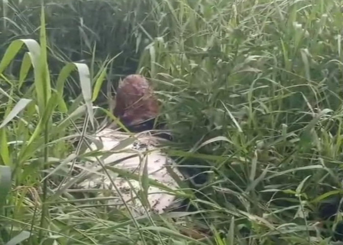 Penemuan Mayat Dalam Karung Gegerkan Warga Sanga Desa, Diduga Rocki Marciana yang Hilang Sejak Sabtu