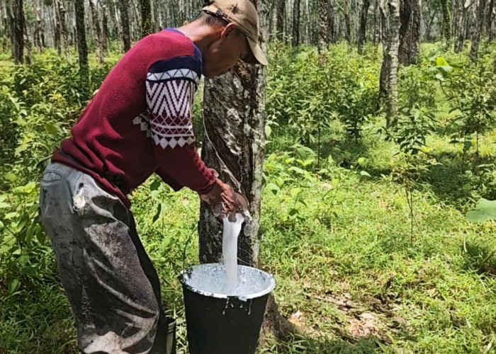 Dipicu Permintaan Global, Harga Karet di Sumsel Melonjak