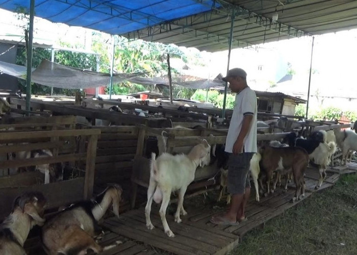 Seminggu Jelang Idul Adha, Pedagang Kambing di Palembang Masih Sepi Pembeli