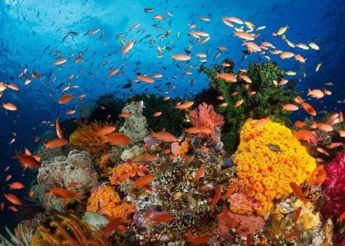 5 Fakta Menarik Pulau Bunaken! Taman Laut Pertama sebagai Surga Bagi Penyelam