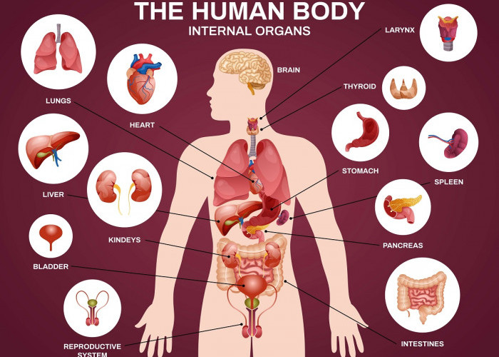 Anatomi Organ Tubuh Manusia: Kenali 6 Bagian Utama Setiap Organ