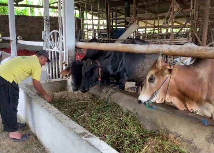 Pengawasan Hewan Kurban Jelang Idul Adha Diperketat di Sumsel