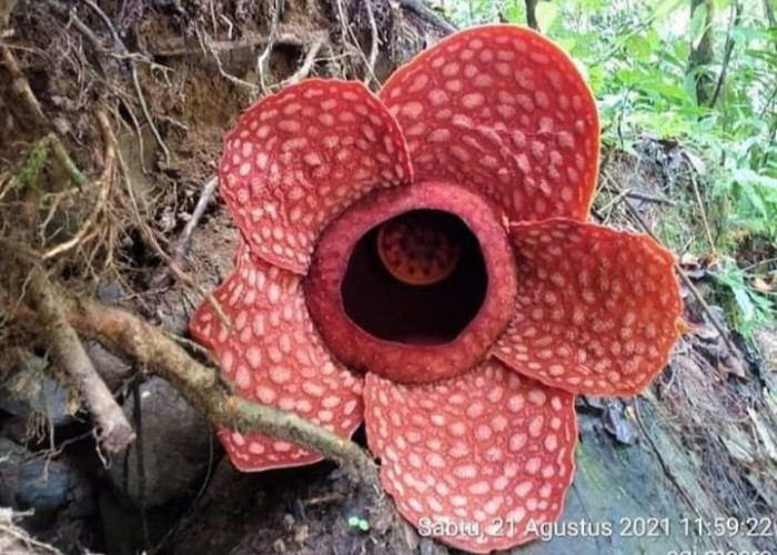 Keajaiban Alam: Bunga Rafflesia  Bunga Raksasa Yang Langka Punya Aroma Bangkai Namun Indah