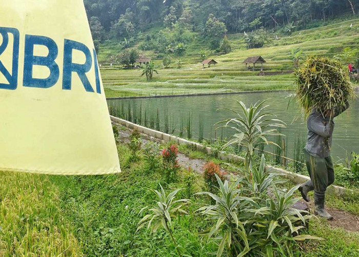 BRI Salurkan KUR Rp83,38 Triliun Sokong Pertanian Jadi Motor Utama