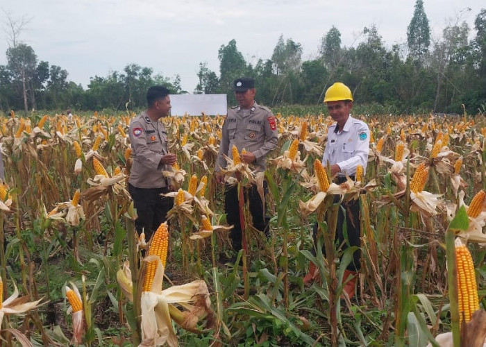 Warga Bersama Polsek Panen Raya Jagung  satu hektar di Desa Lubuk Bandung 