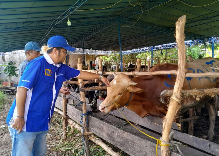 Sapi Simental berbobot 170 kg menjadi hewan kurban PALTV