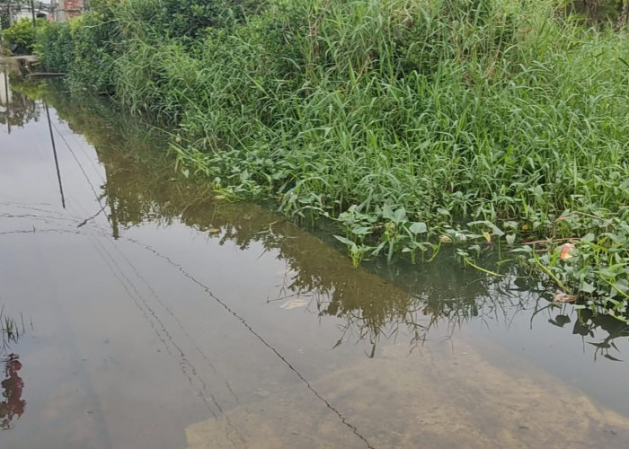 Drainase Tidak Optimal, Lorong Dimas Kampung Iklim Tergenang
