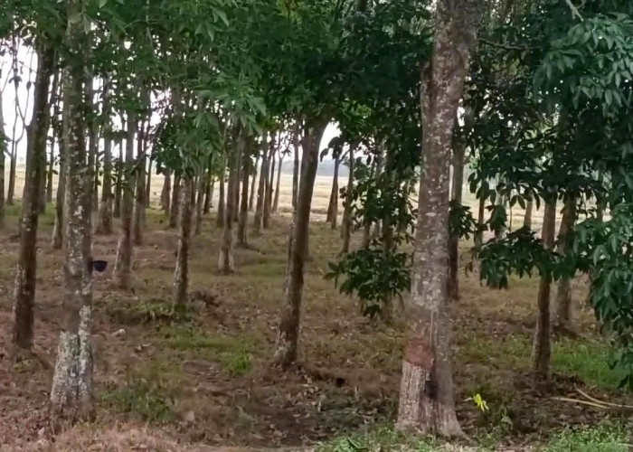 Permintaan Ban Meningkat, Harga Karet Sumsel Ikut Melonjak Naik