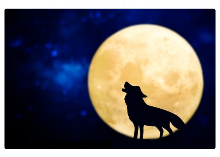 Kaitan Antara Bulan Purnama dan Lolongan Serigala: Benarkan Ada Hal Mistis yang Terjadi?