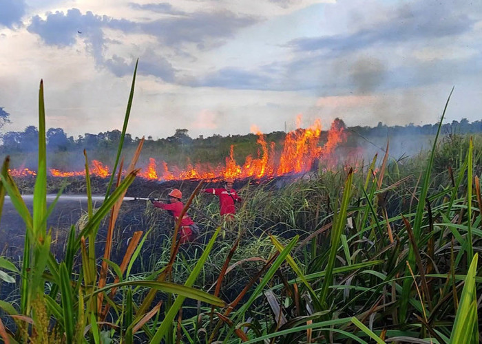 Waspada Karhutla, Lahan Gambut Jadi Perhatian Utama BPPIKHL Wilayah III Sumatera