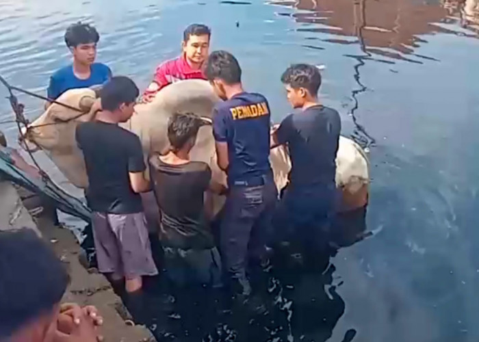 Sapi Kurban 700 Kilogram Tercebur ke Dam, Proses Evakuasi Dibantu Damkarmat Palembang Berlangsung Dramatis