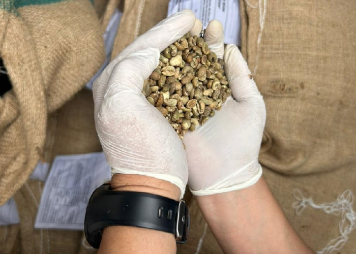Kopi Robusta Pagaralam Dijamin Aman Masuk Australia