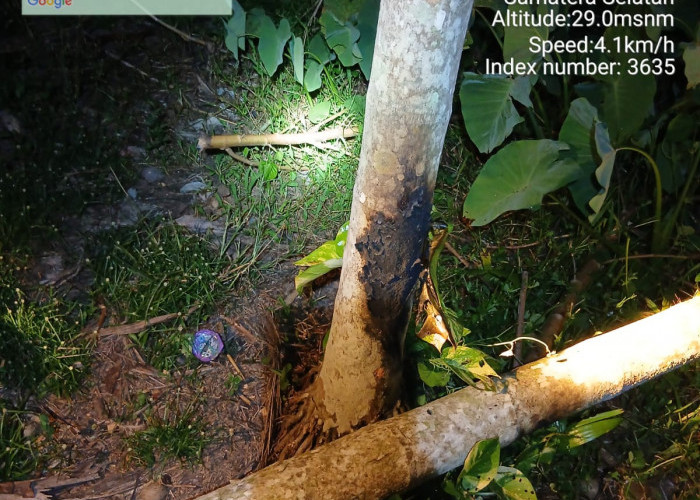 Pohon Tumbang Picu Pemadaman di Ogan Ilir, PLN Ingatkan Jarak Aman 3 Meter dari Jaringan Listrik