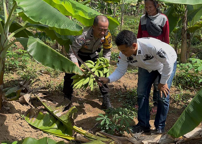 Dukung Ketahanan Pangan Nasional Melalui Pemanfaatan Lahan Kosong di Desa Sukamaju Kabupaten PALI