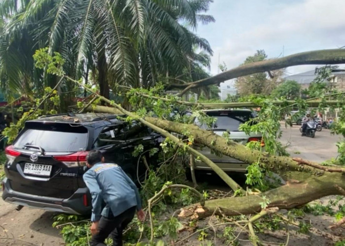 Pohon Tua Tumbang Geprek 3 Unit Mobil