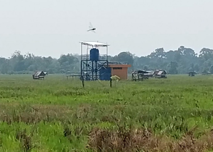 Standar Ketahanan Pangan Padi Desa Tanjung Jadi Gagal Karena Kekeringan 
