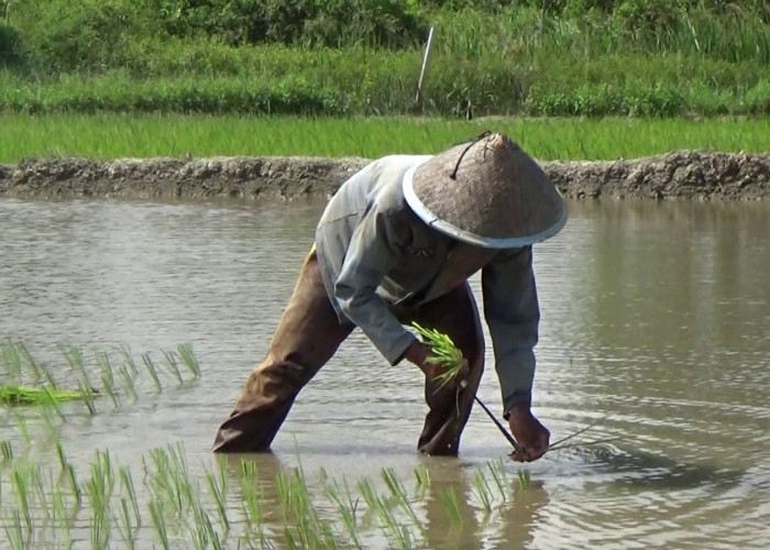 Sumsel Targetkan Cetak 48.000 Hektar Lahan Sawah Baru di 2025