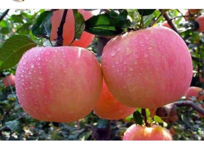 Banyak Penyakit Yang Bisa Dicegah Dengan Rajin Konsumsi Buah Apel.