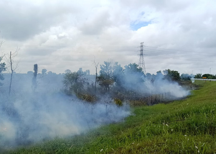 Hingga Mei 2026, Sekitar 100 Hektar Lahan di Sumsel Terbakar, Didominasi Lahan Mineral Milik Warga 